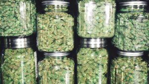 OrganiGram Stock is a Reasonable Cannabis Bet Amid a Sea of Riskier Ones
